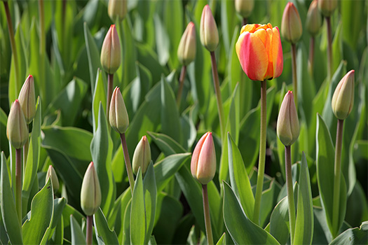 Tulpenbeet